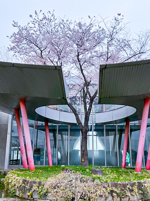 中学棟桜-1.jpg