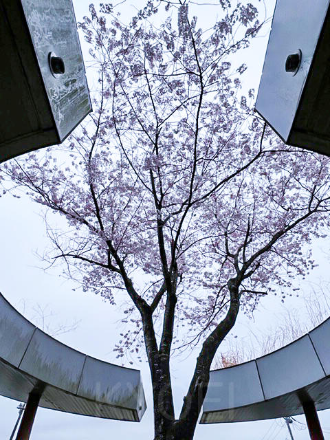 中学棟桜-2.jpg